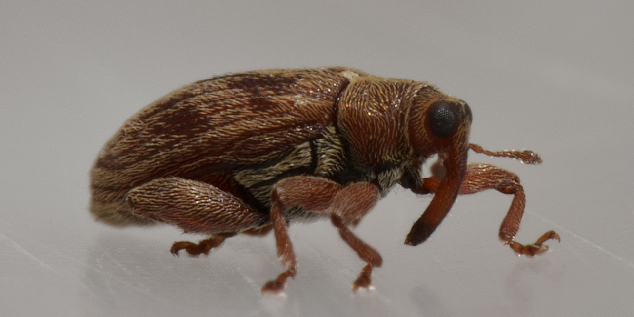 Orchestes testaceus, Curculionidae